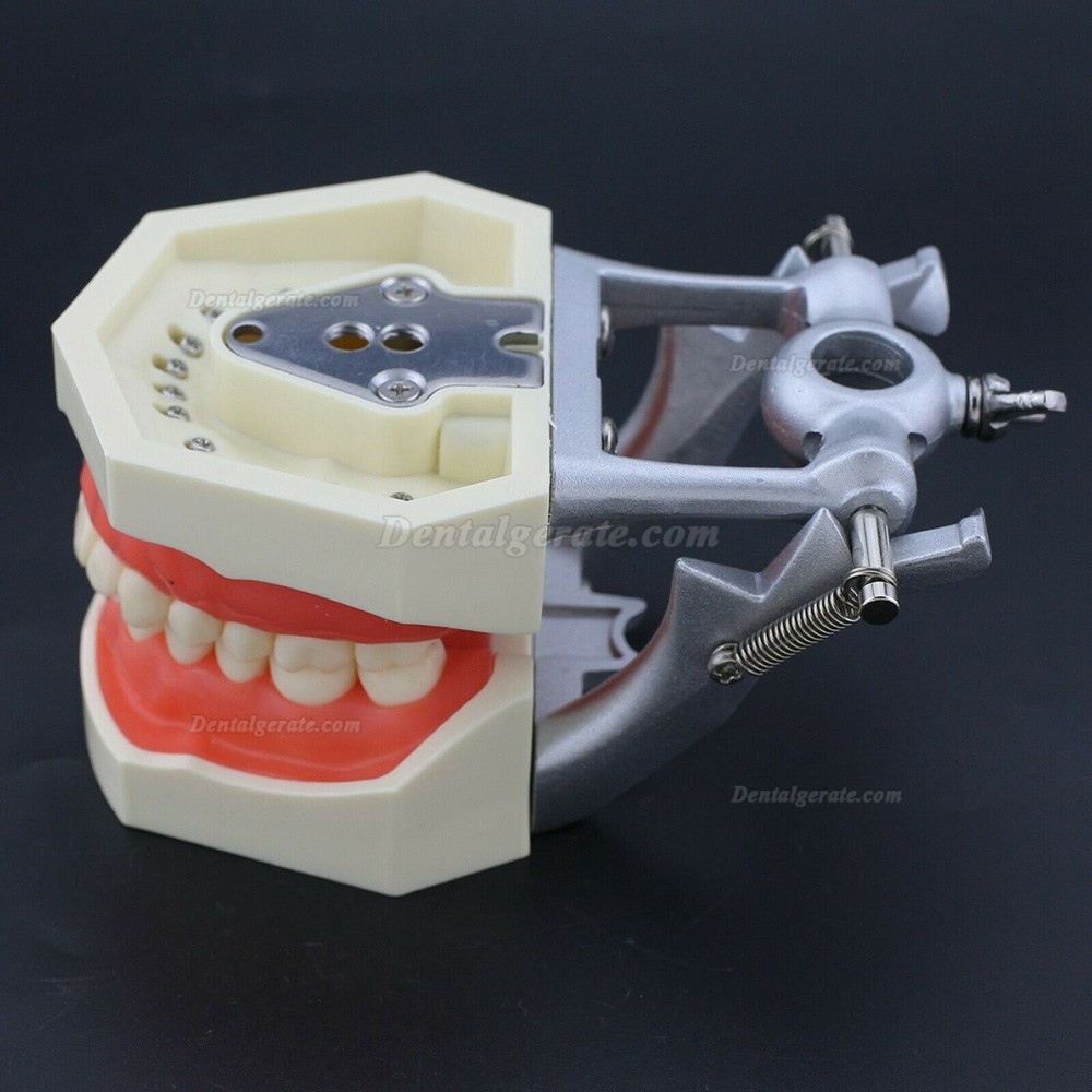 Zahnmodelle Arbeitsmodelle im Artikulator M8011/M8012 Kompatibel Nissin Kilgore 200